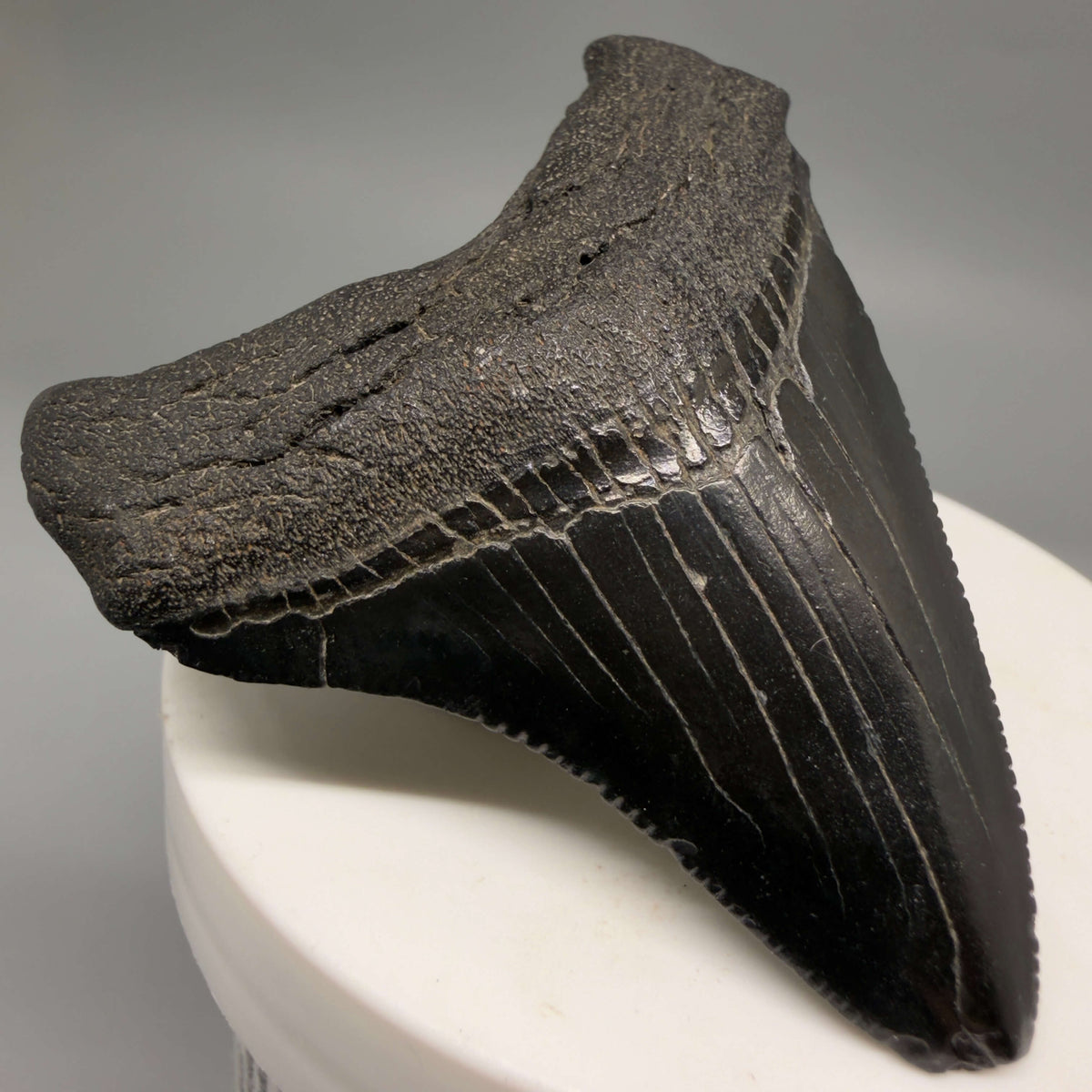 Front Left View Jet Black 2.40" Fossil Megalodon Tooth – South Carolina River Find | Authentic megalodonteeth.com CM6693