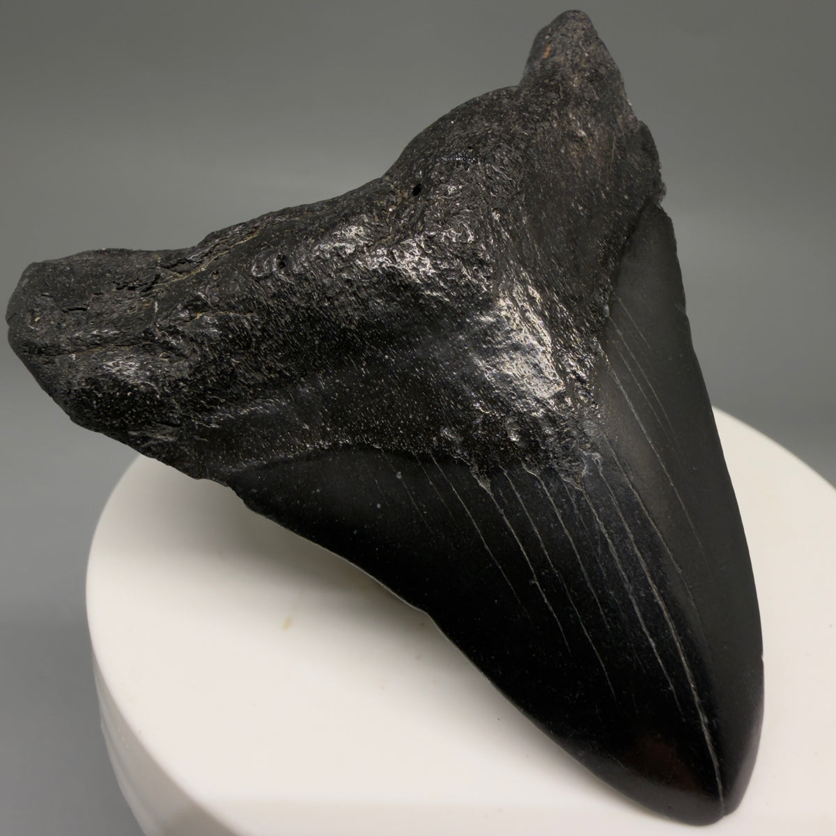 Front Left View Jet Black 2.40" Fossil Megalodon Tooth – South Carolina River Find | Authentic megalodonteeth.com CM6733