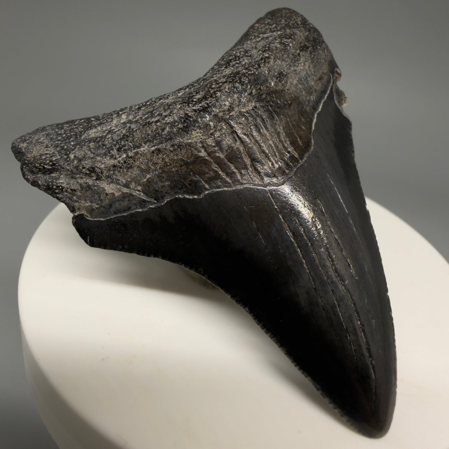 Front Left View Jet Black 2.45" Fossil Megalodon Tooth – South Carolina River Find | Authentic megalodonteeth.com CM6554