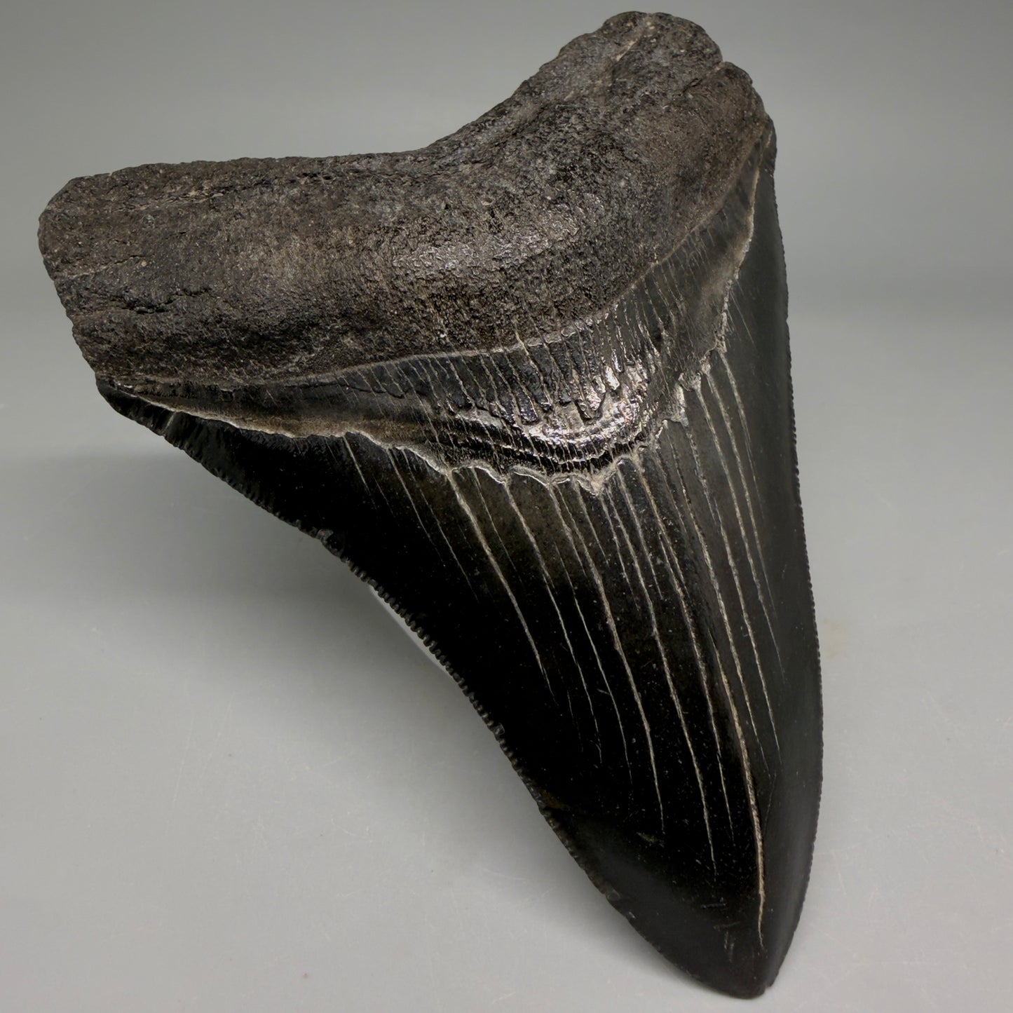 Front Left View Jet Black, Collector's Quality 4.47" Fossil Megalodon Tooth from Georgia megalodonteeth.com CM6531