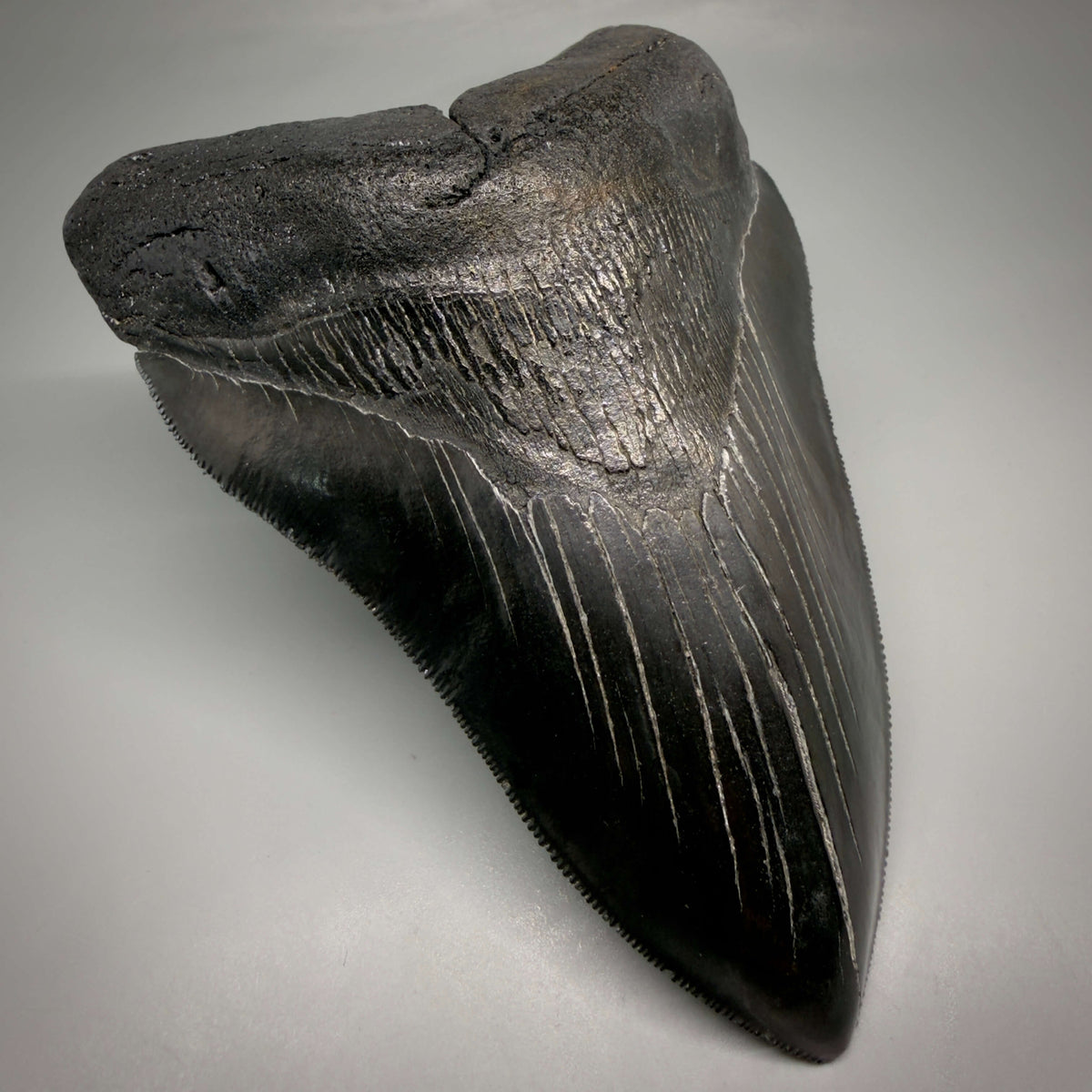 Front Left View Jet Black, Large 5.45" Fossil Megalodon Tooth - South Carolina CM6704