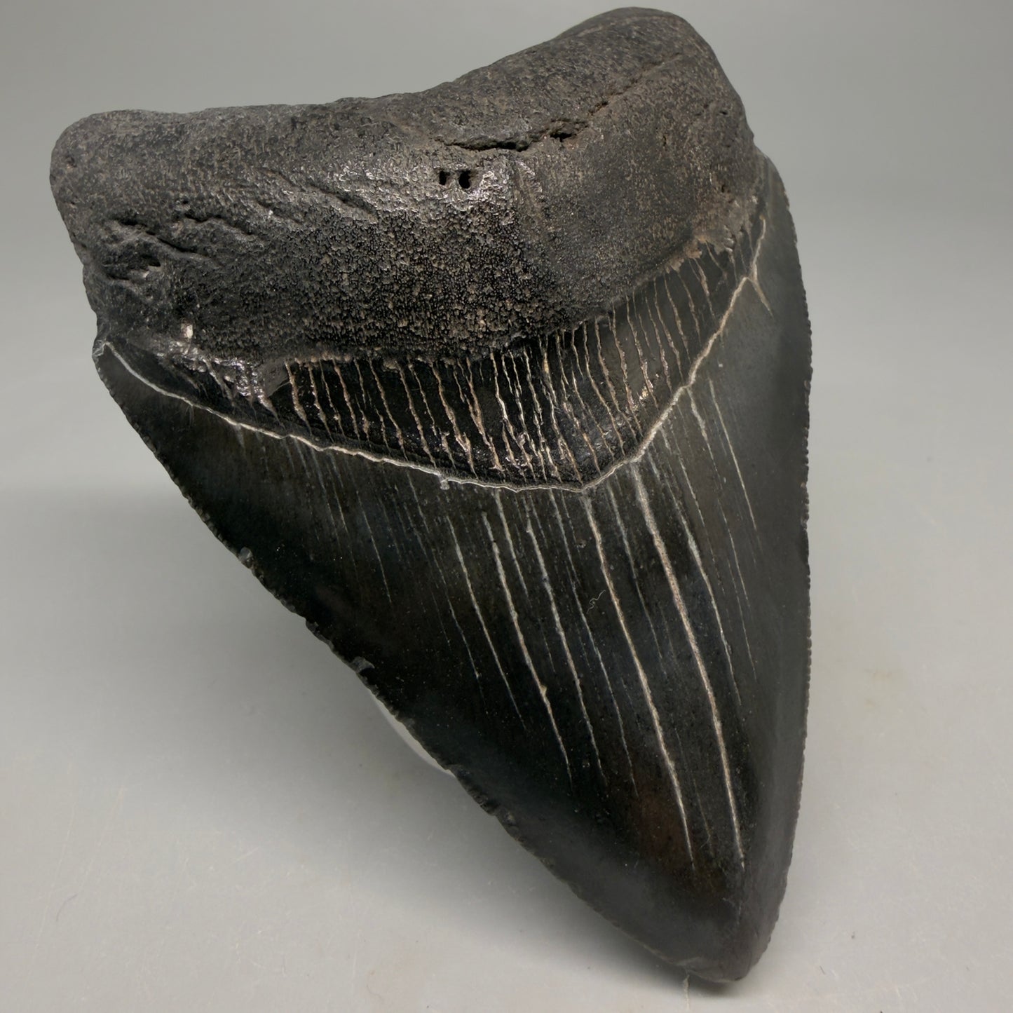 Front Left View Jet Black, heart-shaped, serrated 3.61" Megalodon Tooth from South Carolina megalodonteeth.com CM6565