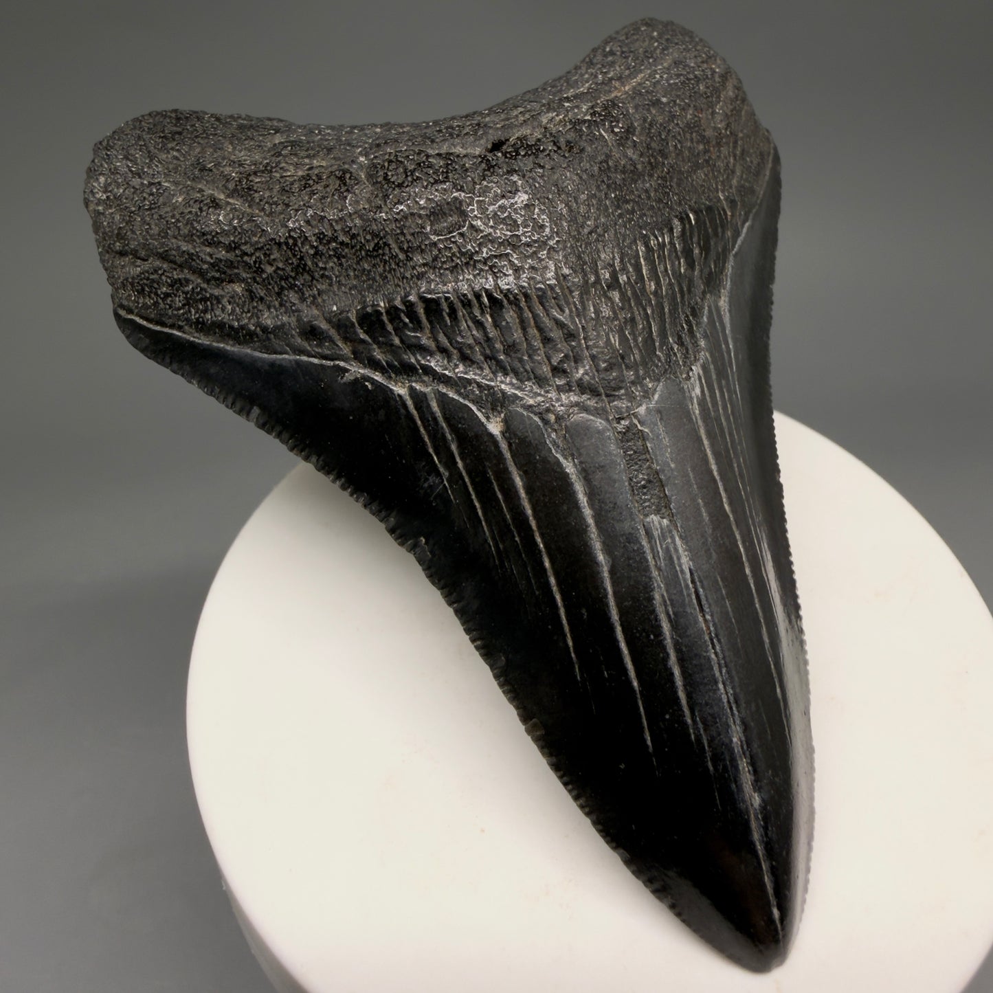 Front Left View Jet Black, serrations 3.40" Megalodon Tooth from South Carolina megalodonteeth.com CM6563