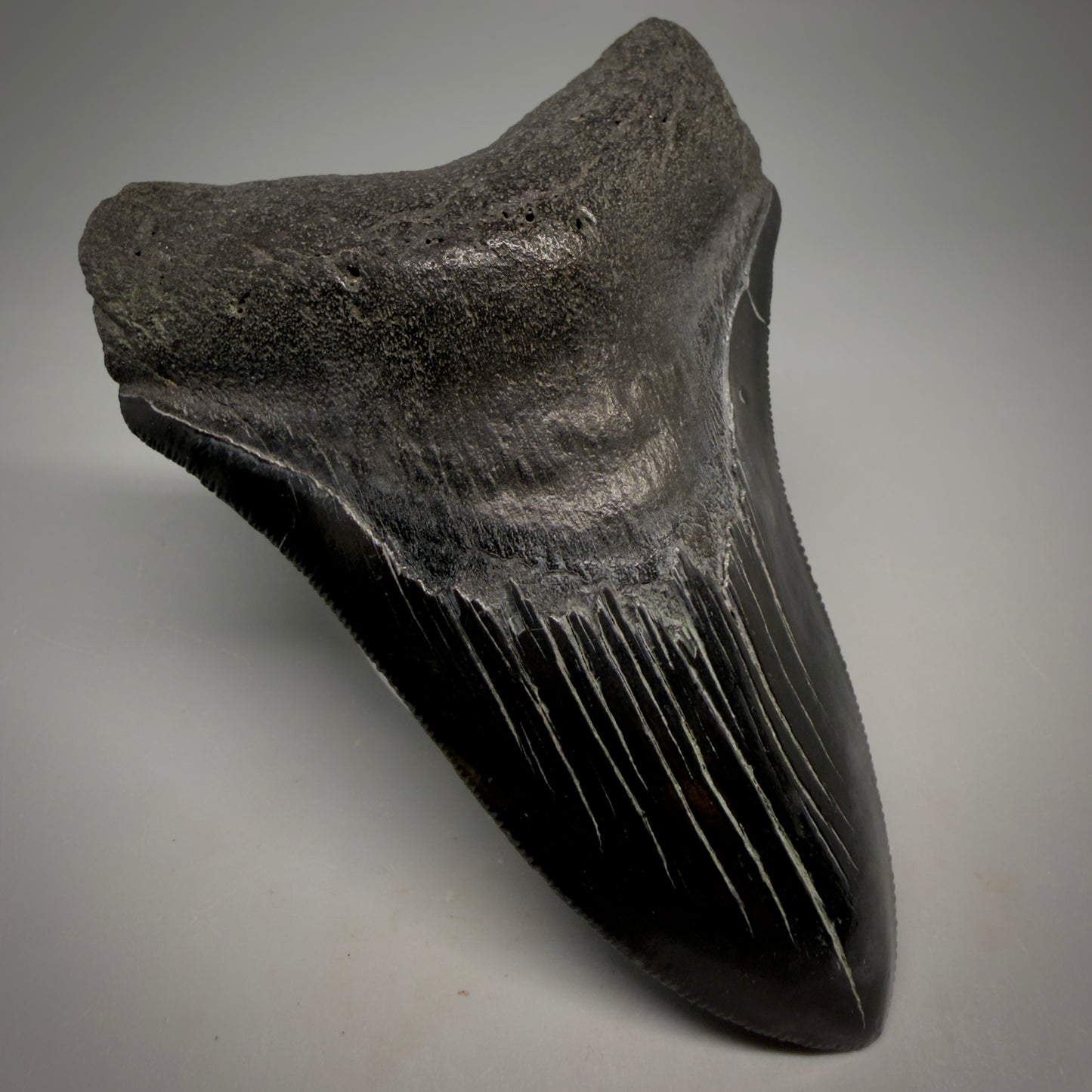 Front Left View Jet Black, serrations 3.98" Megalodon Tooth from South Carolina megalodonteeth.com CM6574 