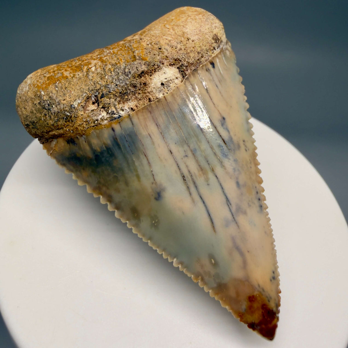 Front Left View Large, Collector's Quality 2.38" long Fossil Great White Tooth from the deserts of Peru megalodonteeth.com GW1378 