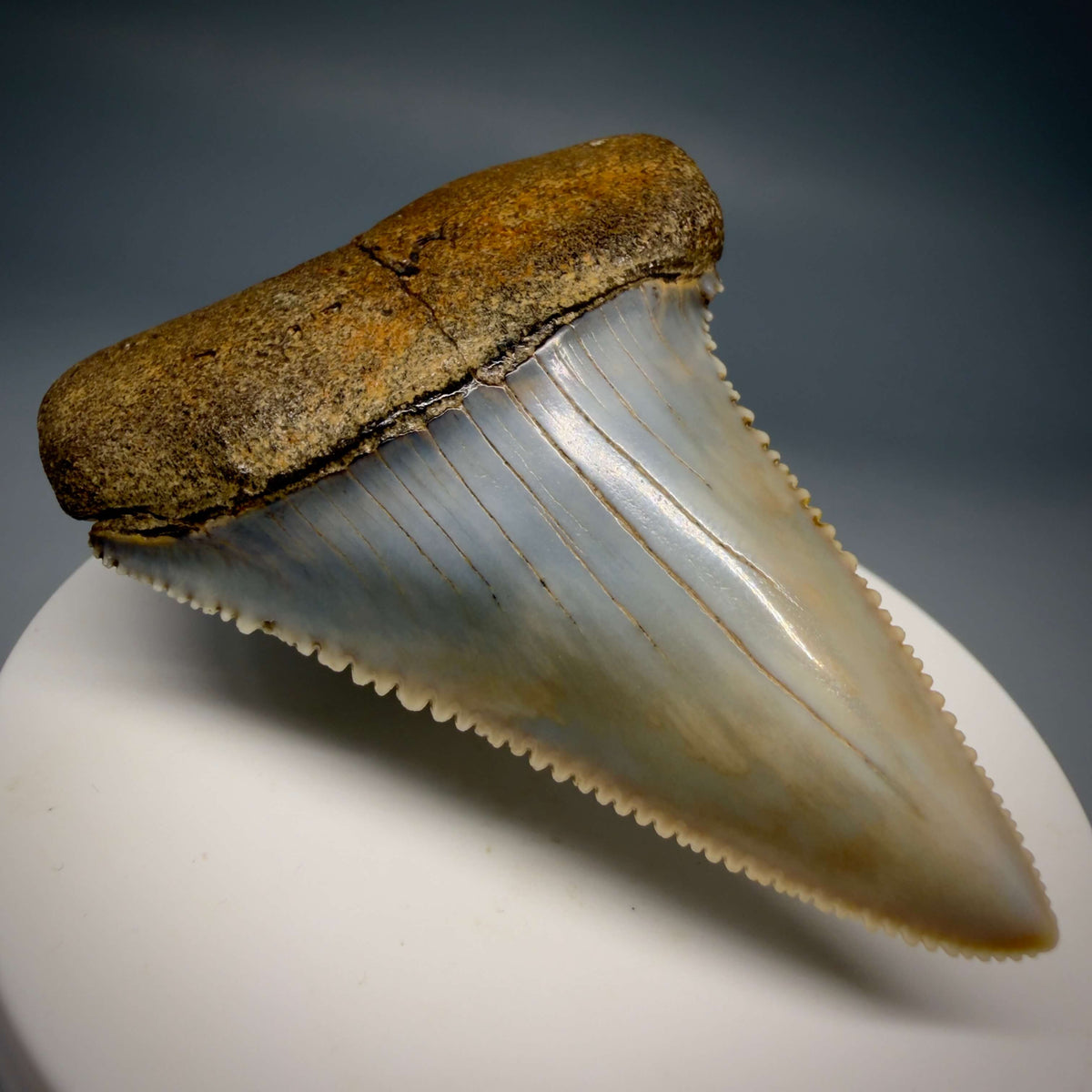 Front Left View Large, Collector's Quality 2.46" long Fossil Great White Tooth from the deserts of Peru megalodonteeth.com CM1397 