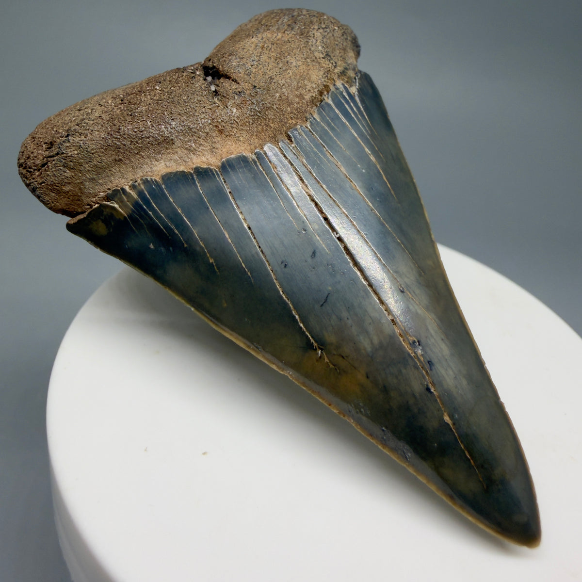 Front Left View Large, colorful 2.65" Fossil Extinct Mako - Isurus hastalis Tooth from Georgia M268