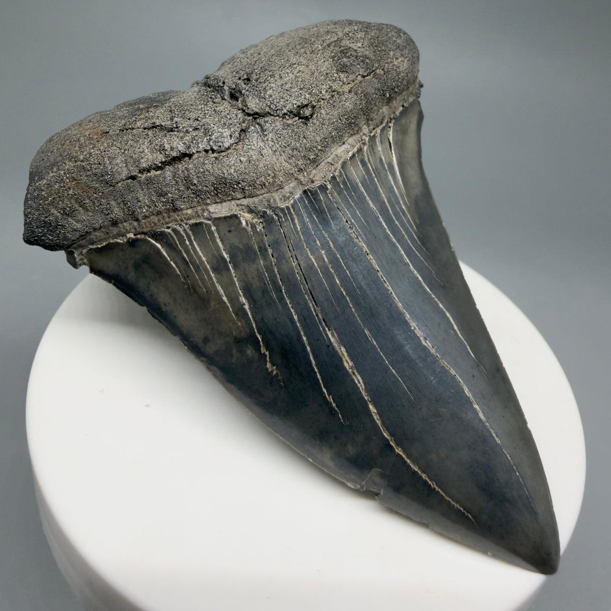 Front Left View Large, colorful 2.95" Fossil Extinct Mako - Isurus hastalis Tooth from Georgia M629