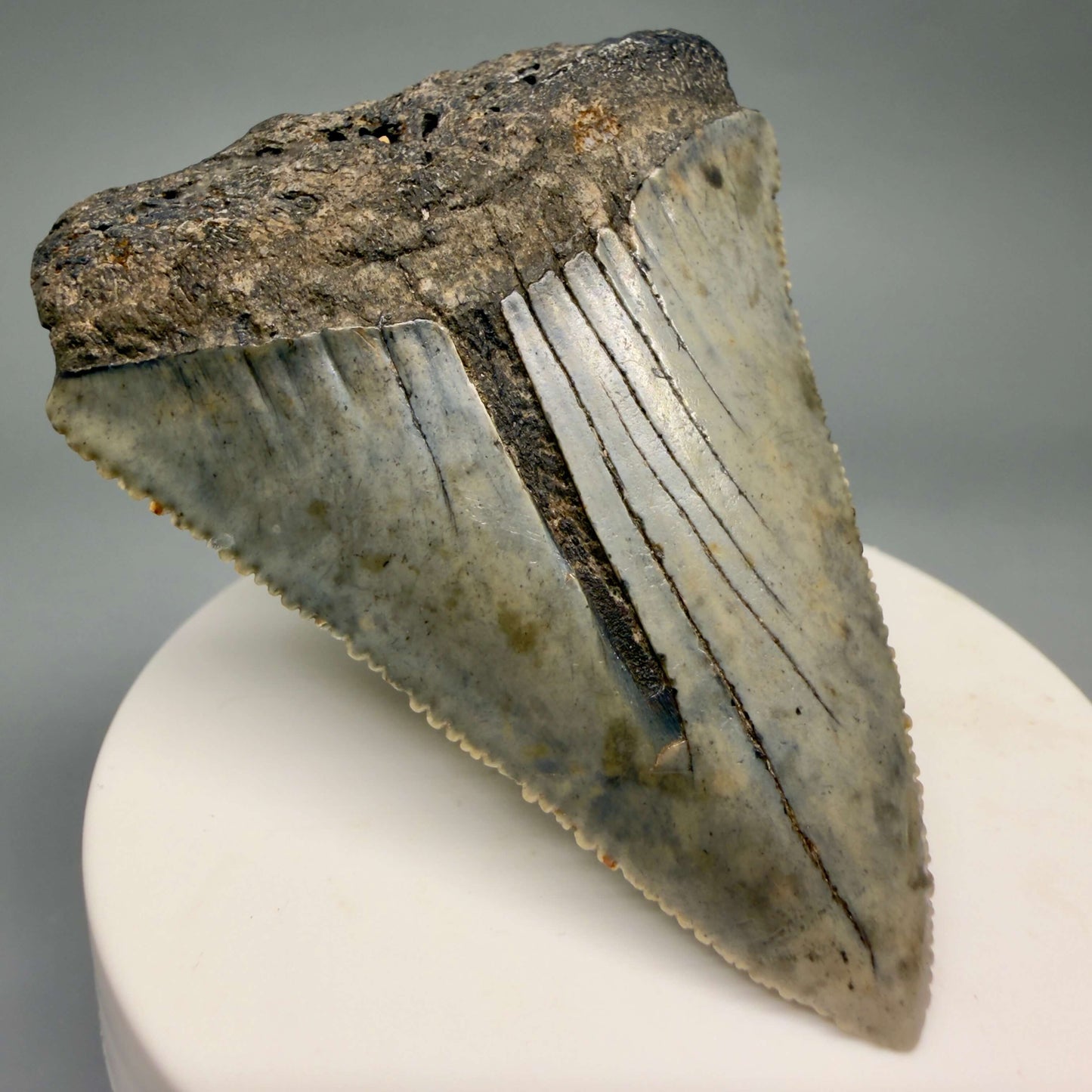 Front Left View Large, serrated 2.60" Fossil Great White Shark Tooth - South Carolina GW1366