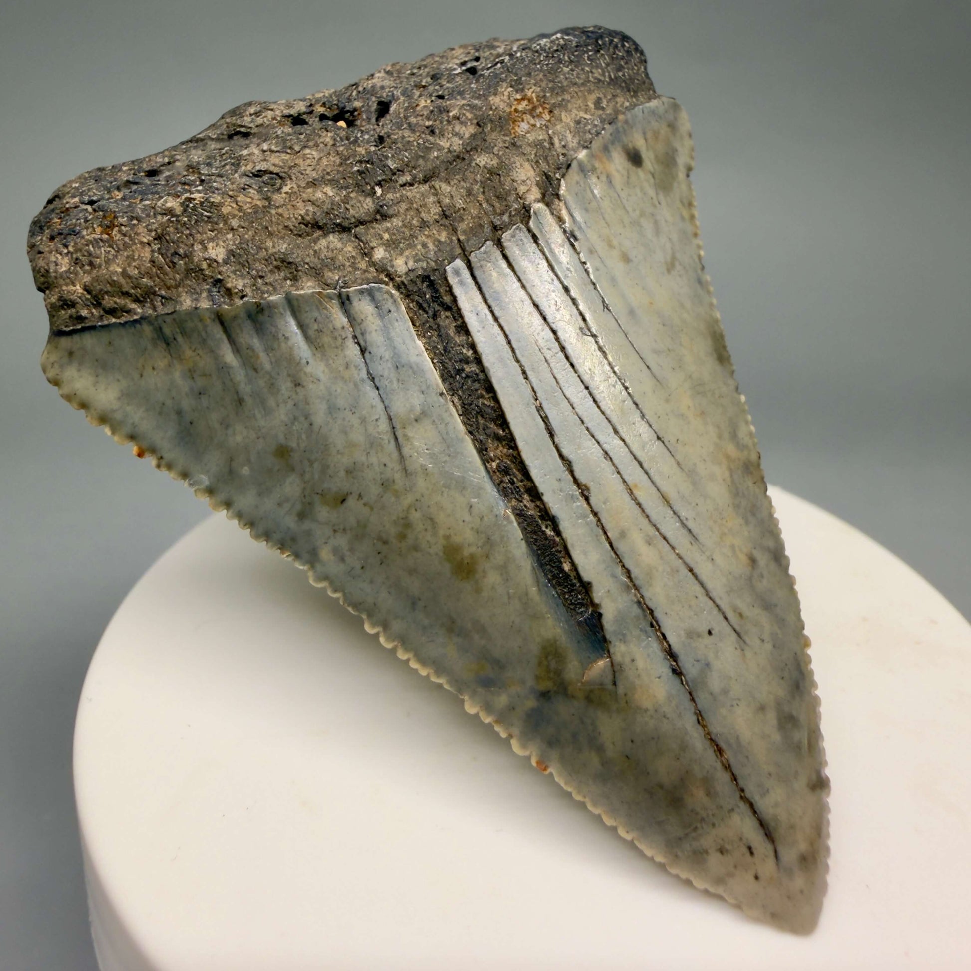 Front Left View Large, serrated 2.60" Fossil Great White Shark Tooth - South Carolina GW1366