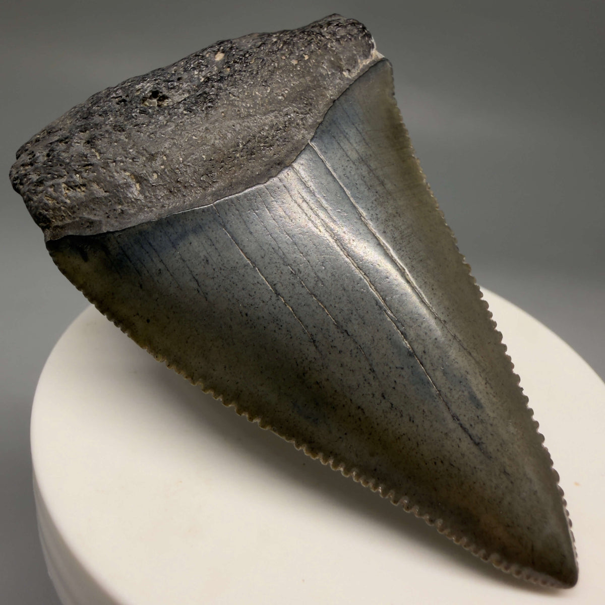 Front Left View Large, sharply serrated 2.68" Fossil Great White Shark Tooth - South Carolina megalodonteeth.com GW1404