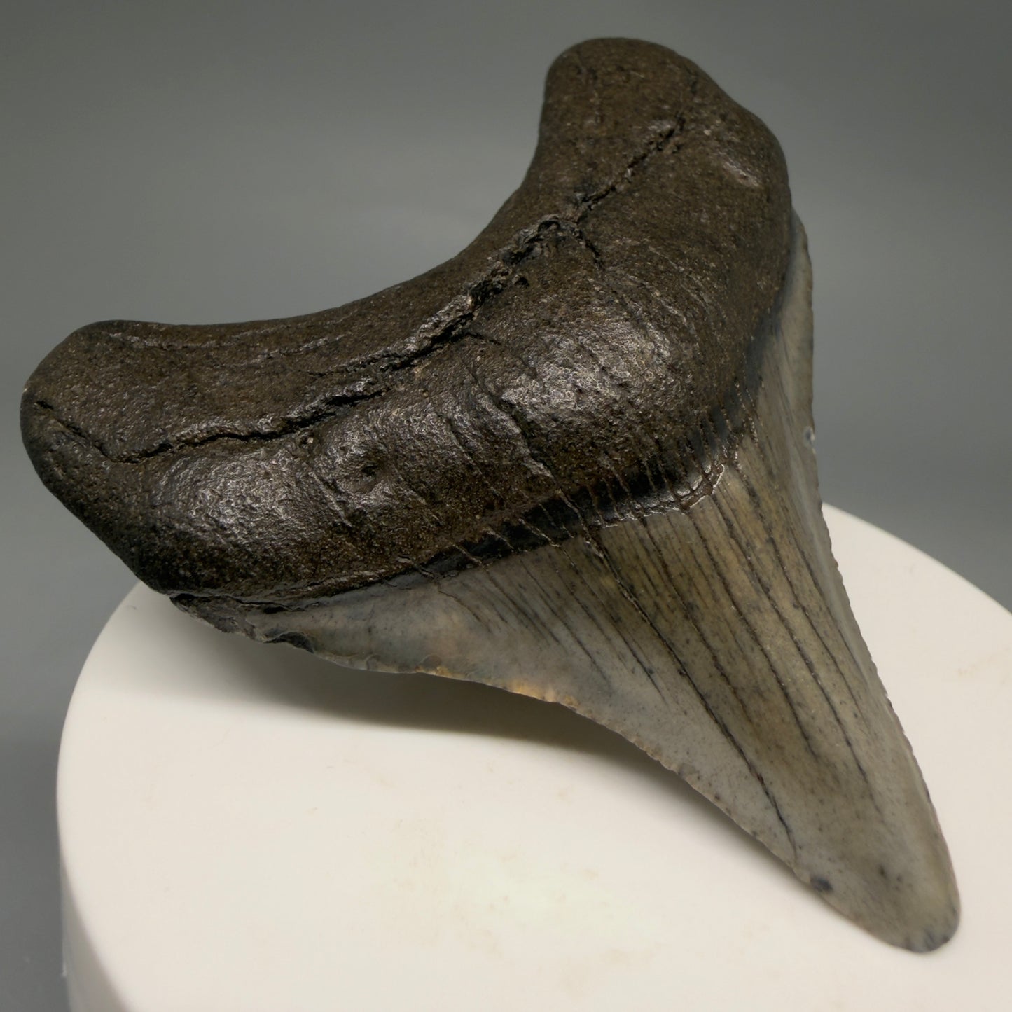 Front Left View Lateral 2.65" Colorful Fossil Megalodon Tooth – South Carolina River Find | Authentic Megalodon Tooth megalodonteeth.com CM6553