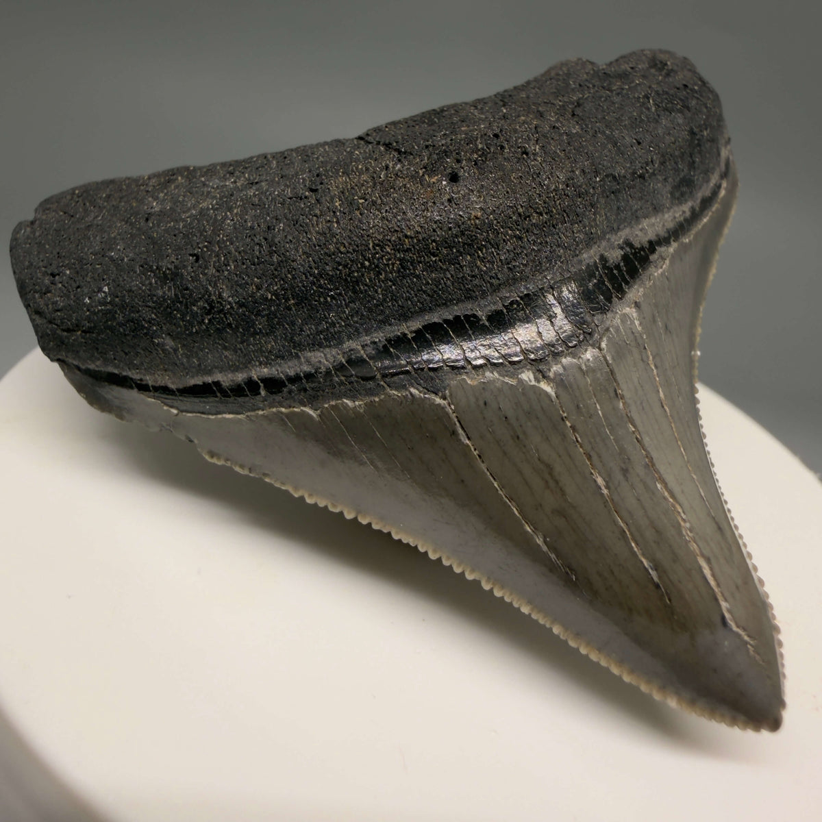 Front Left View Lateral, sharply serrated 2.22" Fossil Megalodon Tooth – South Carolina River Find | Authentic megalodonteeth.com CM6688