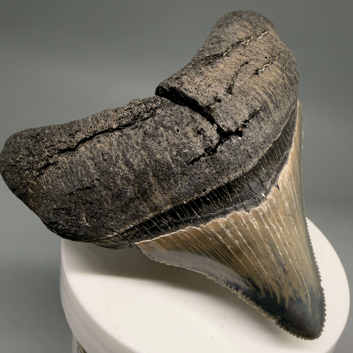 Front Left View Lateral, sharply serrated 2.90" Fossil Megalodon Tooth – South Carolina River Find | Authentic megalodonteeth.com CM6699 