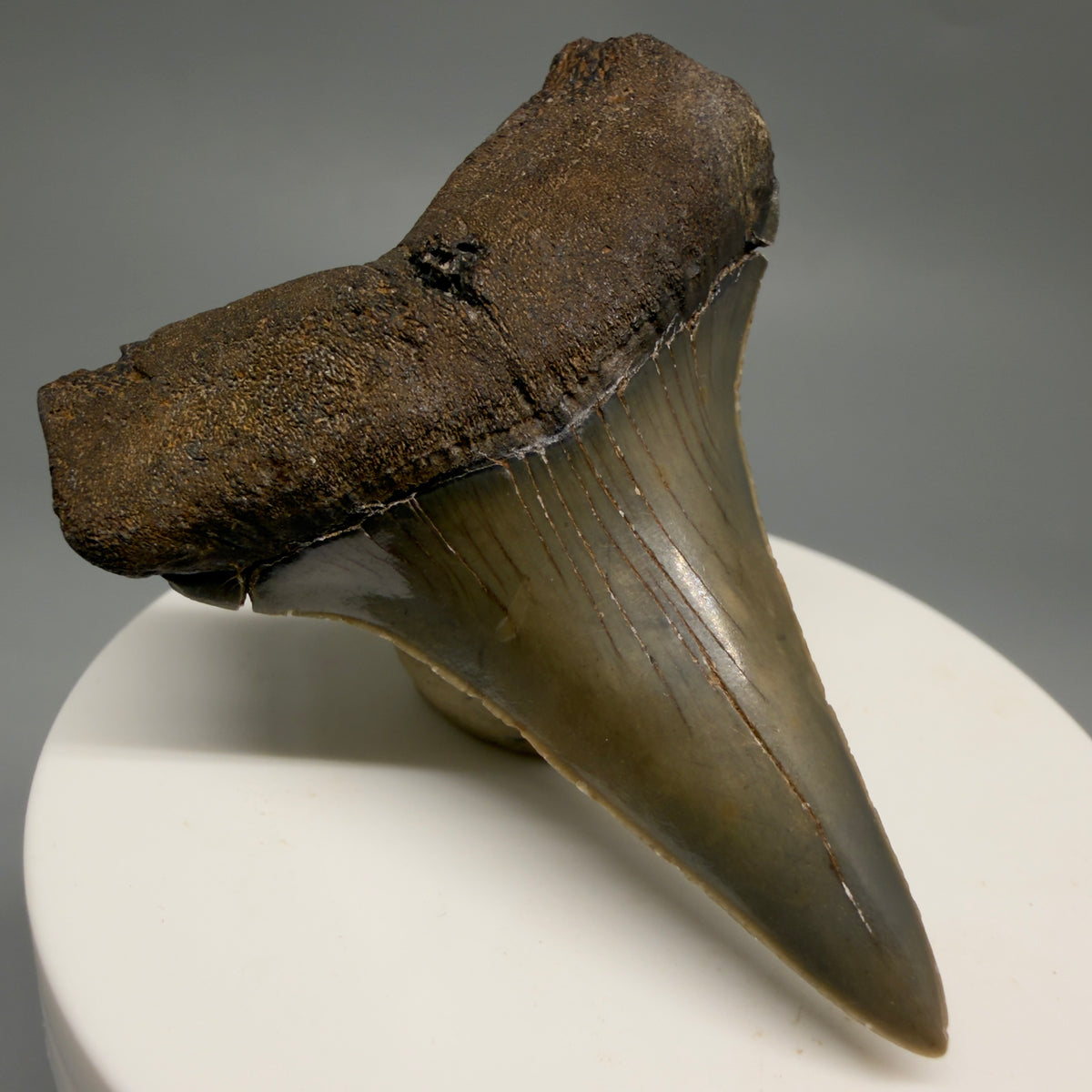 Front Left View Lower, colorful 2.32" Fossil Extinct Mako - Isurus hastalis Tooth from Georgia M627