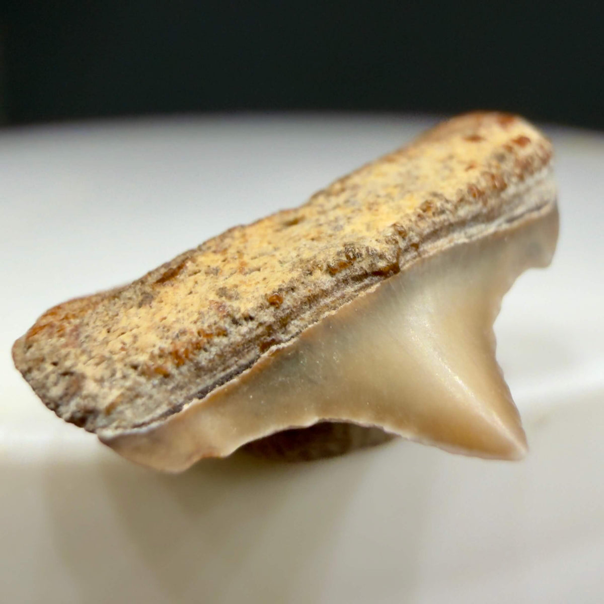 Front Left View Lower posterior 0.58" wide Fossil Great White Tooth from the deserts of Peru megalodonteeth.com GW1369