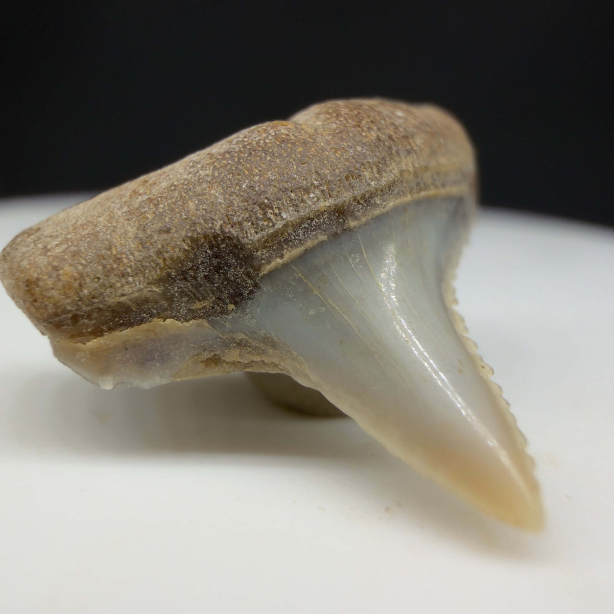 Front Left View Lower posterior 0.67" wide Fossil Great White Tooth from the deserts of Peru megalodonteeth.com GW1369