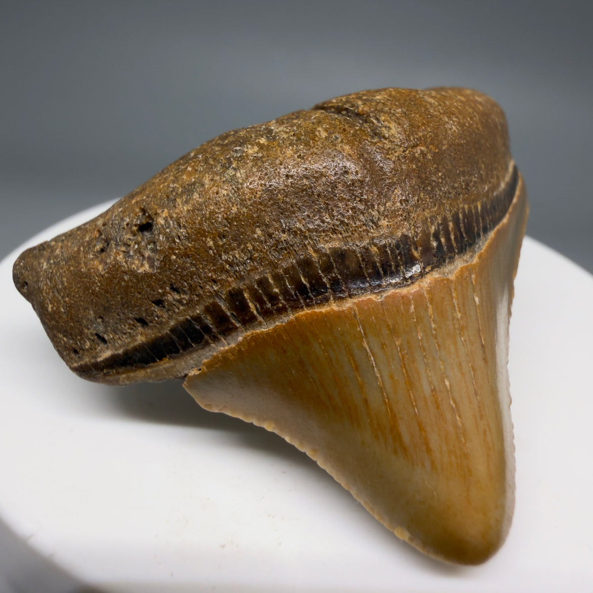 Front Left View Posterior 1.86" Fossil Megalodon Tooth - Authentic Carcharocles megalodon Fossil from North Carolina megalodonteeth.com CM6614 