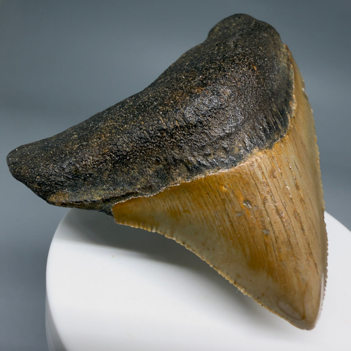 Front Left View Posterior 2.48" Fossil Megalodon Tooth - Authentic Carcharocles megalodon Fossil from North Carolina megalodonteeth.com CM6633