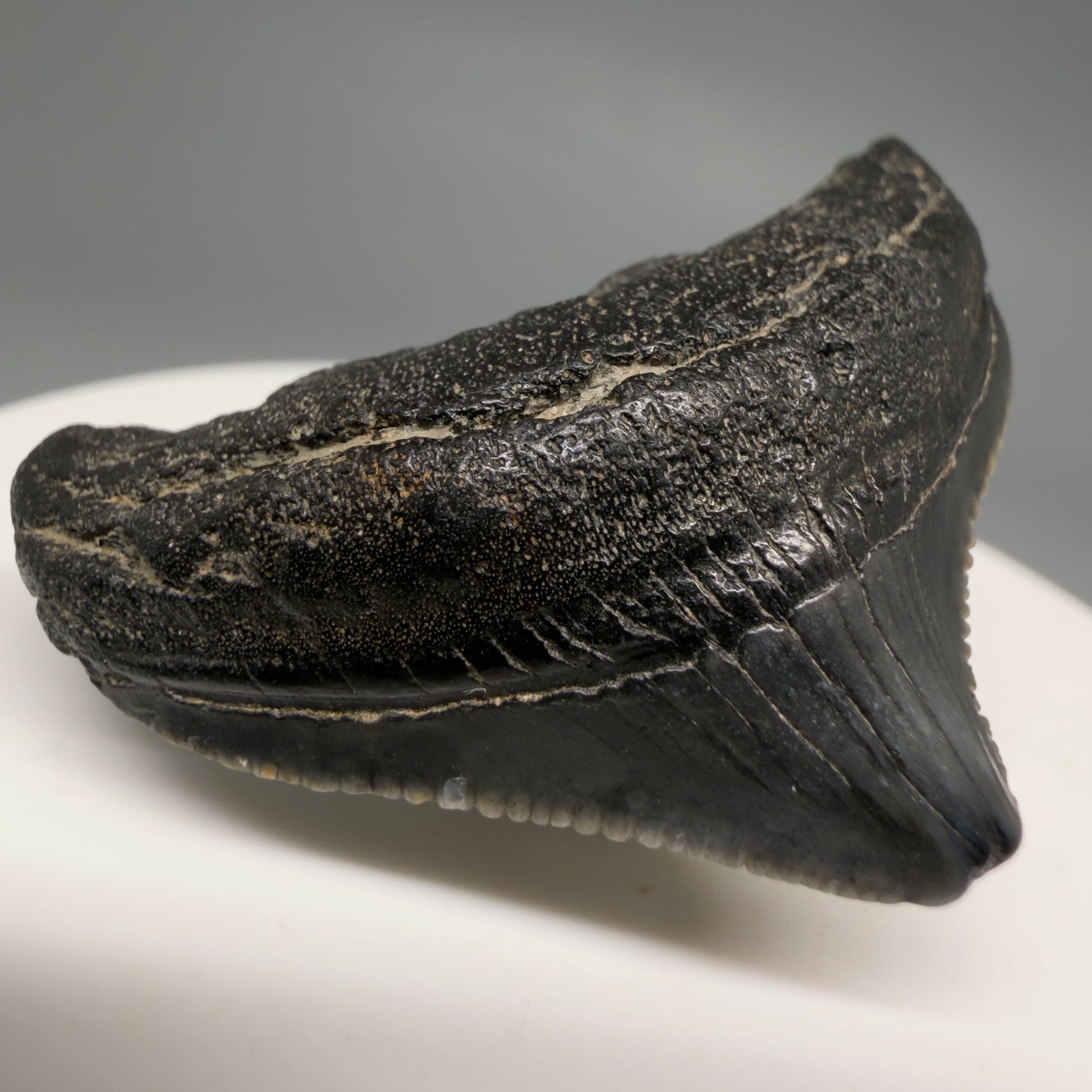 Front Left View Posterior, serrated 1.43" Fossil Megalodon Tooth from South Carolina megalodonteeth.com CM6534