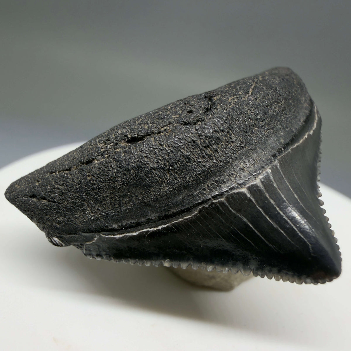 Front Left View Posterior, sharply serrated 1.40" Fossil Megalodon Tooth – South Carolina River Find | Authentic megalodonteeth.com CM6774