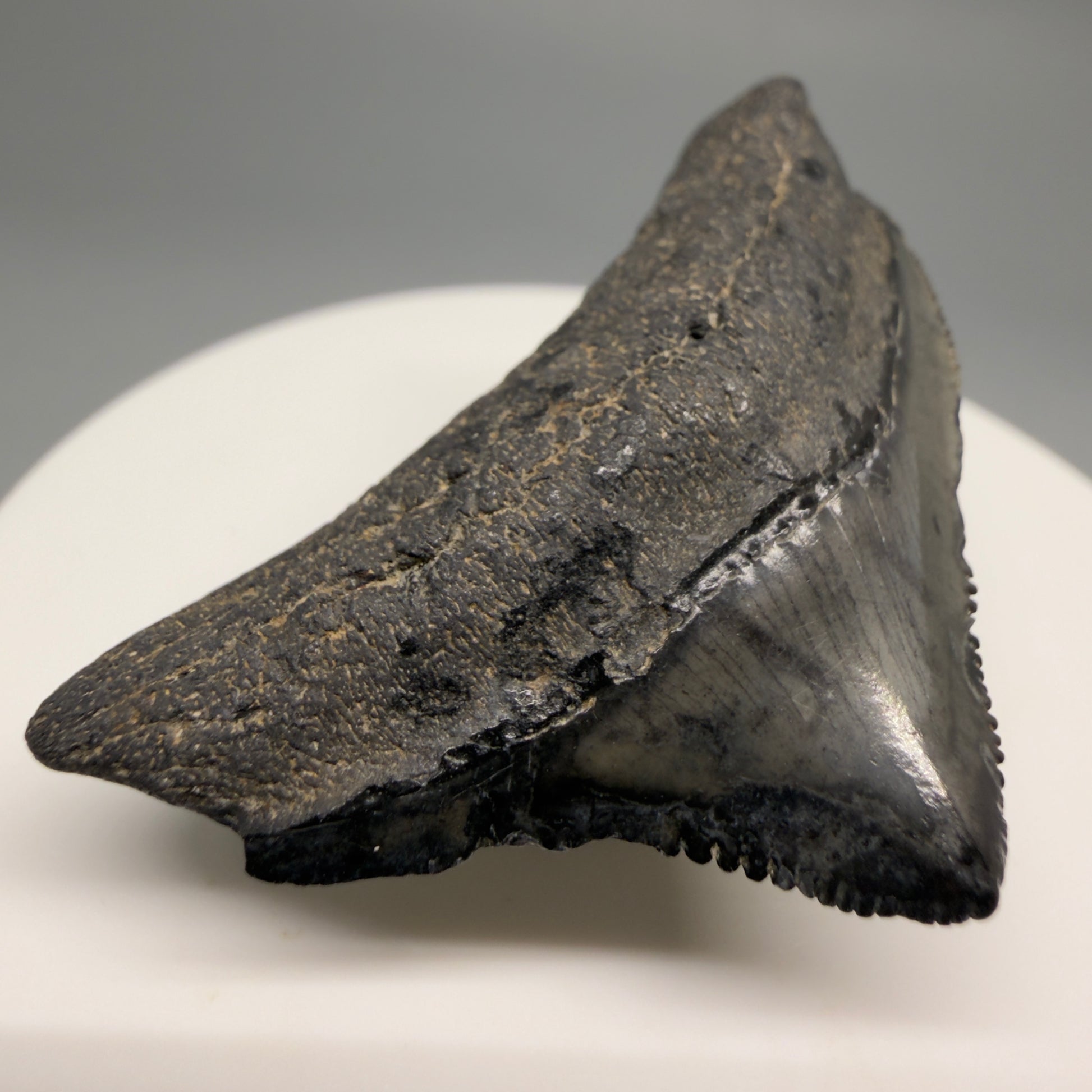 Front Left View Posterior, sharply serrated 1.82" Fossil Megalodon Tooth from South Carolina CM6479