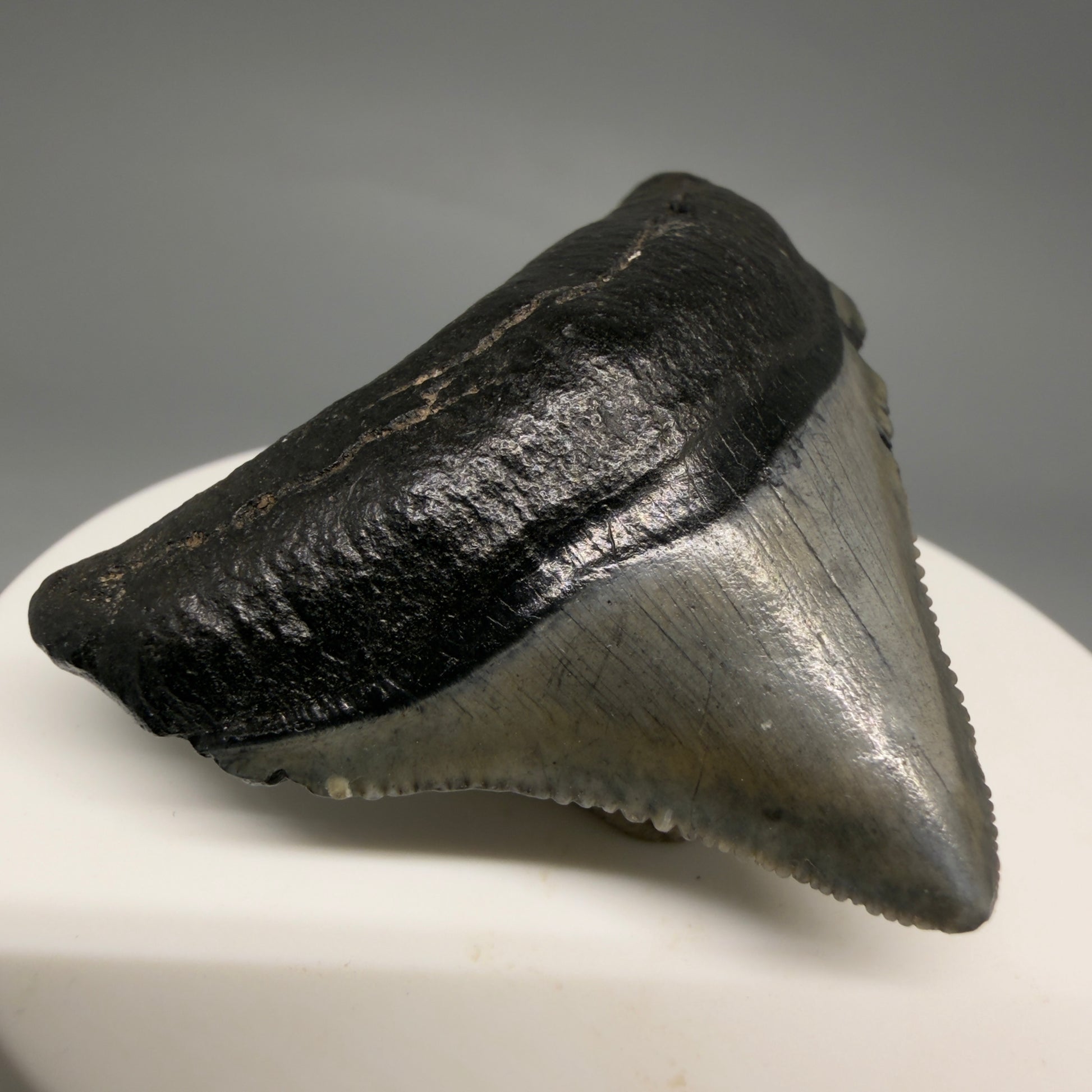 Front Left View Posterior, sharply serrated 1.87" Fossil Megalodon Tooth – South Carolina River Find | Authentic megalodonteeth.com CM6545