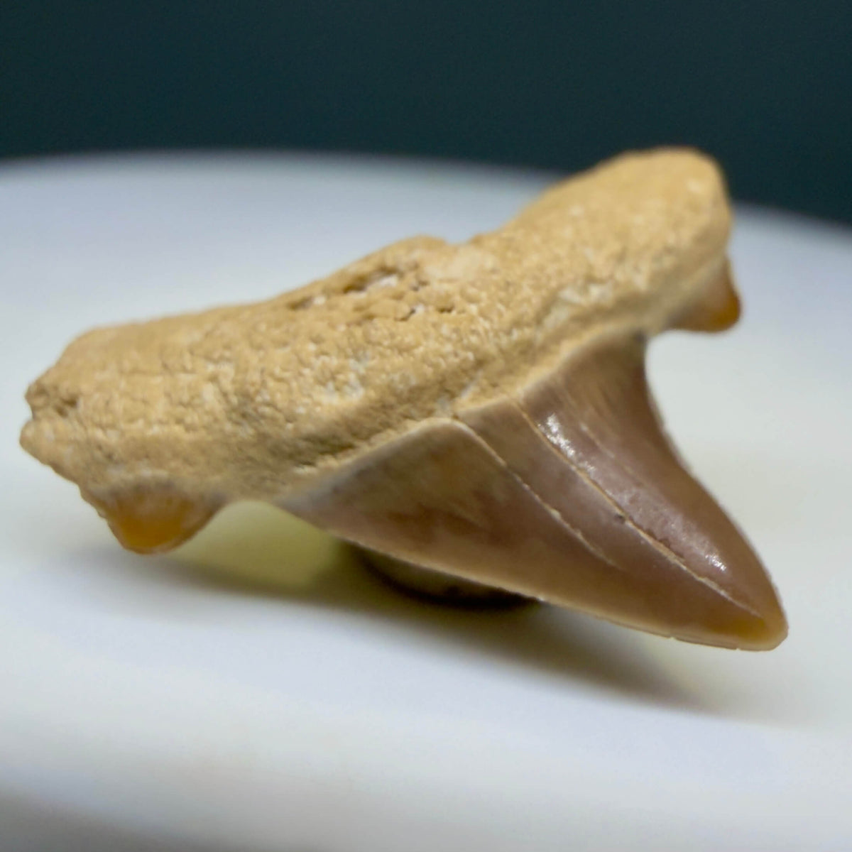 Front Left View Rare 0.74" Fossil Trigonotodus tusbairicus - Extinct Thresher Shark Tooth from Kazakhstan megalodonteeth.com R657