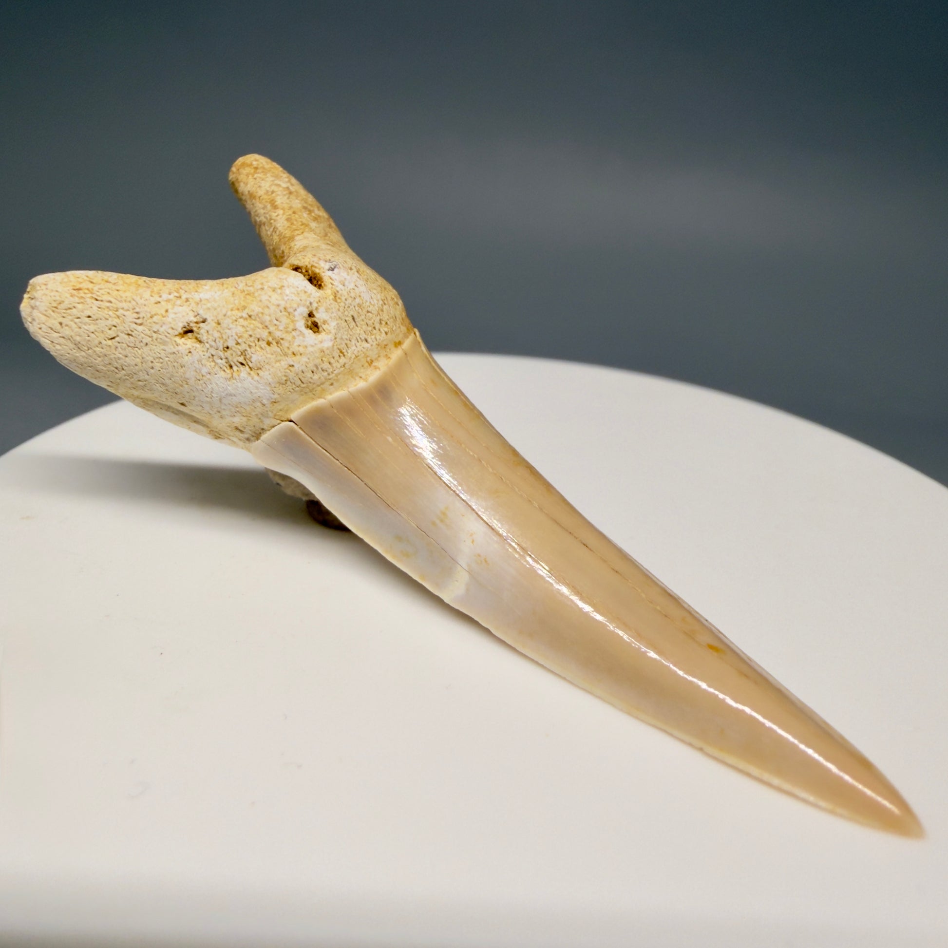 Front Left View Rare 2.15" Fossil Striatolamia macrota - Extinct Sand Tiger Shark Tooth from Harleyville, SC megalodonteeth.com R647 