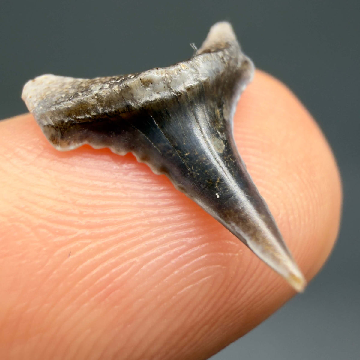 Front Left View Rare Baby lower 0.60" Juvenile Fossil Great White Shark Tooth from Peru GW1394