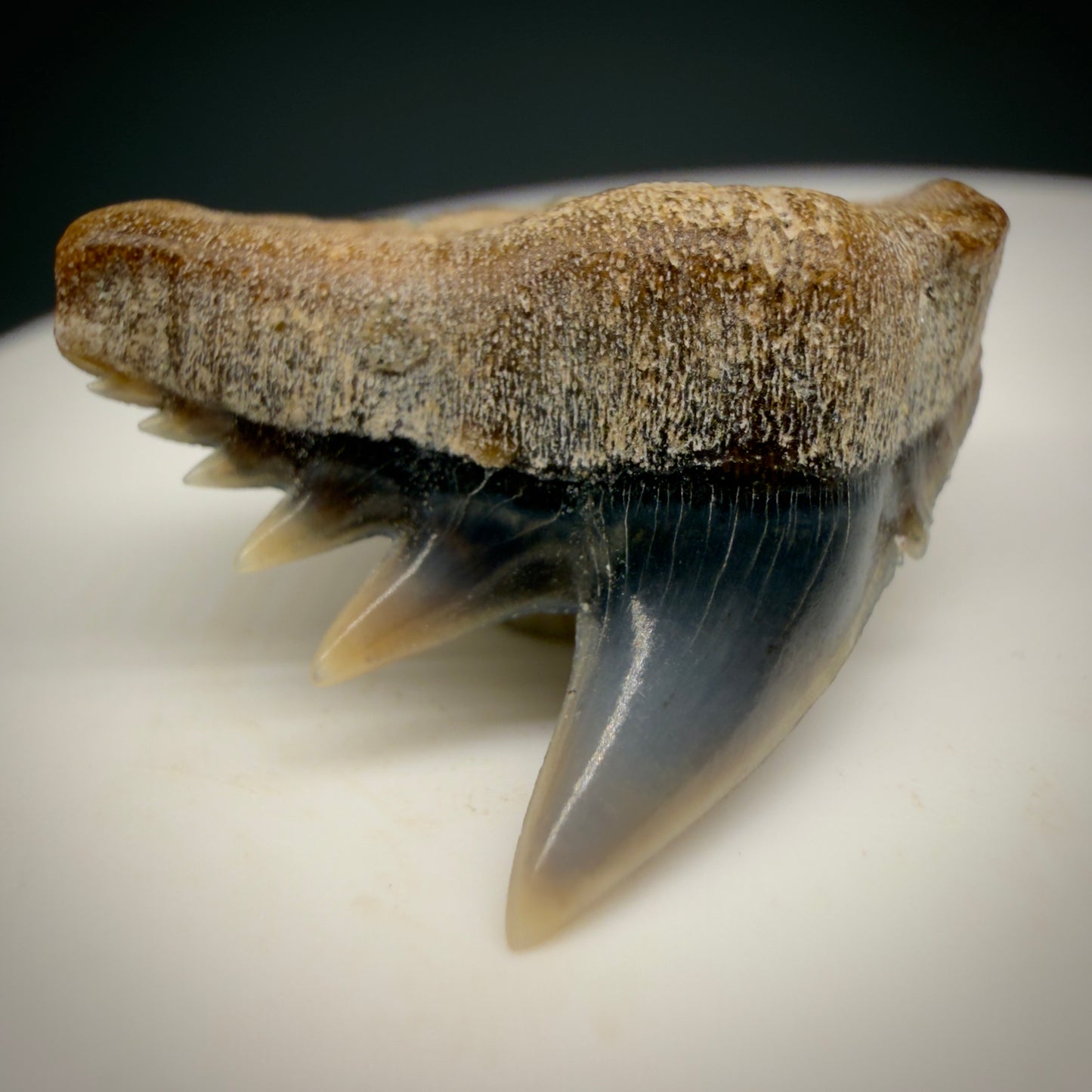Front Left View Rare Upper lateral 0.88" long Fossil Hexanchus gigas - Sixgill Cow Shark tooth from Sacaco, Peru megalodonteeth.com R651