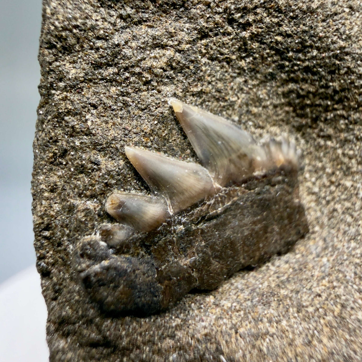 Front Left View Rare, in matrix 0.69" wide Fossil Notorynchus kempi - Sevengill Cow Shark Tooth from Washington megalodonteeth.com R660