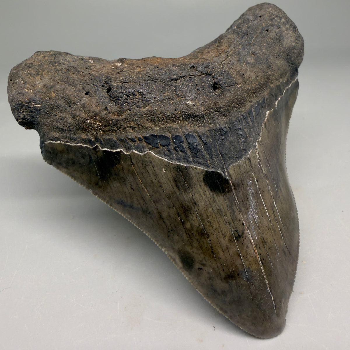 Front Left View Rarely Offered Deformed (Pathological) 3.40" Fossil Megalodon Shark Tooth from South Carolina megalodonteeth.com CM6560