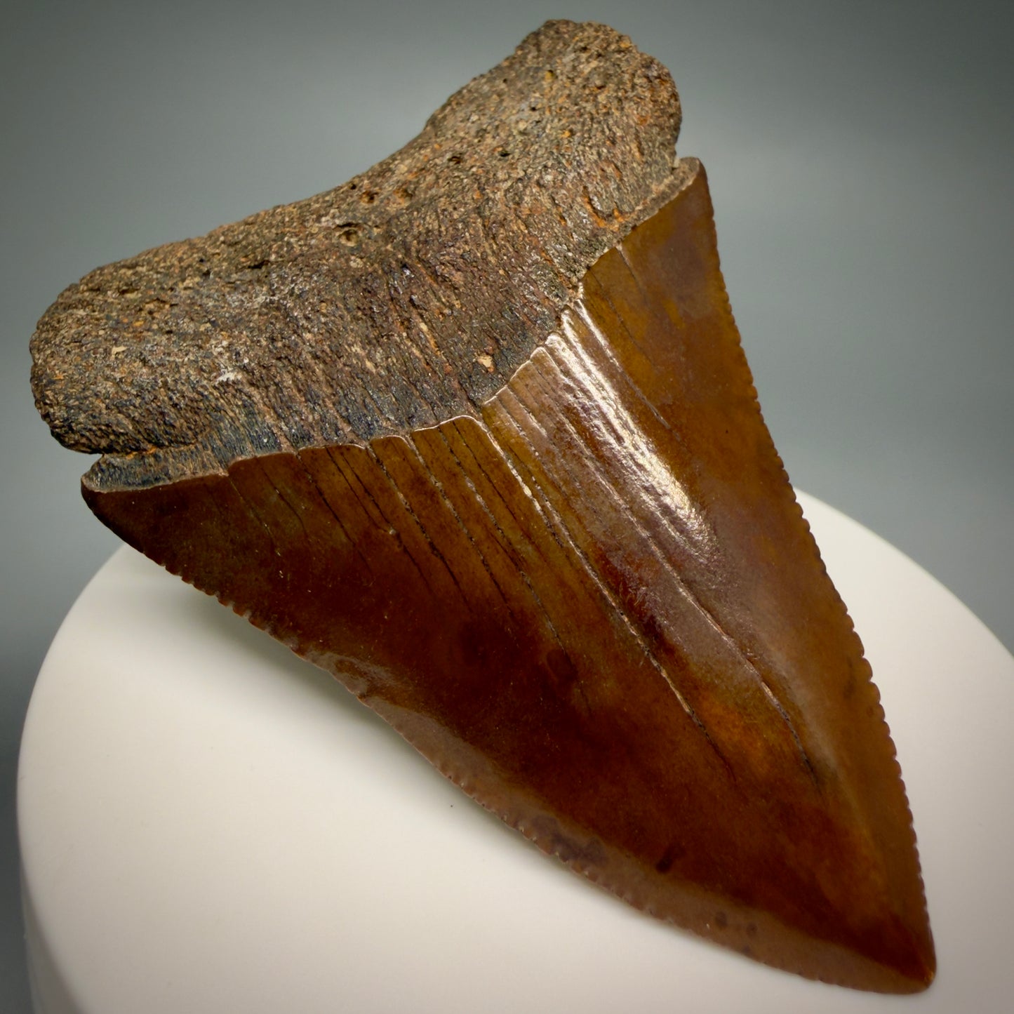 Front Left View Red, gorgeous, Large, serrated 2.68" Colorful Fossil Great White - Carcharodon carcharias Shark Tooth from Meherrin River, NC GW1350