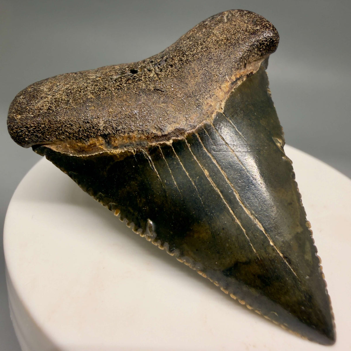 Front Left View Serrated 2.15" Fossil Great White Shark Tooth - Cooper River, SC - Colorful megalodonteeth.com GW1382