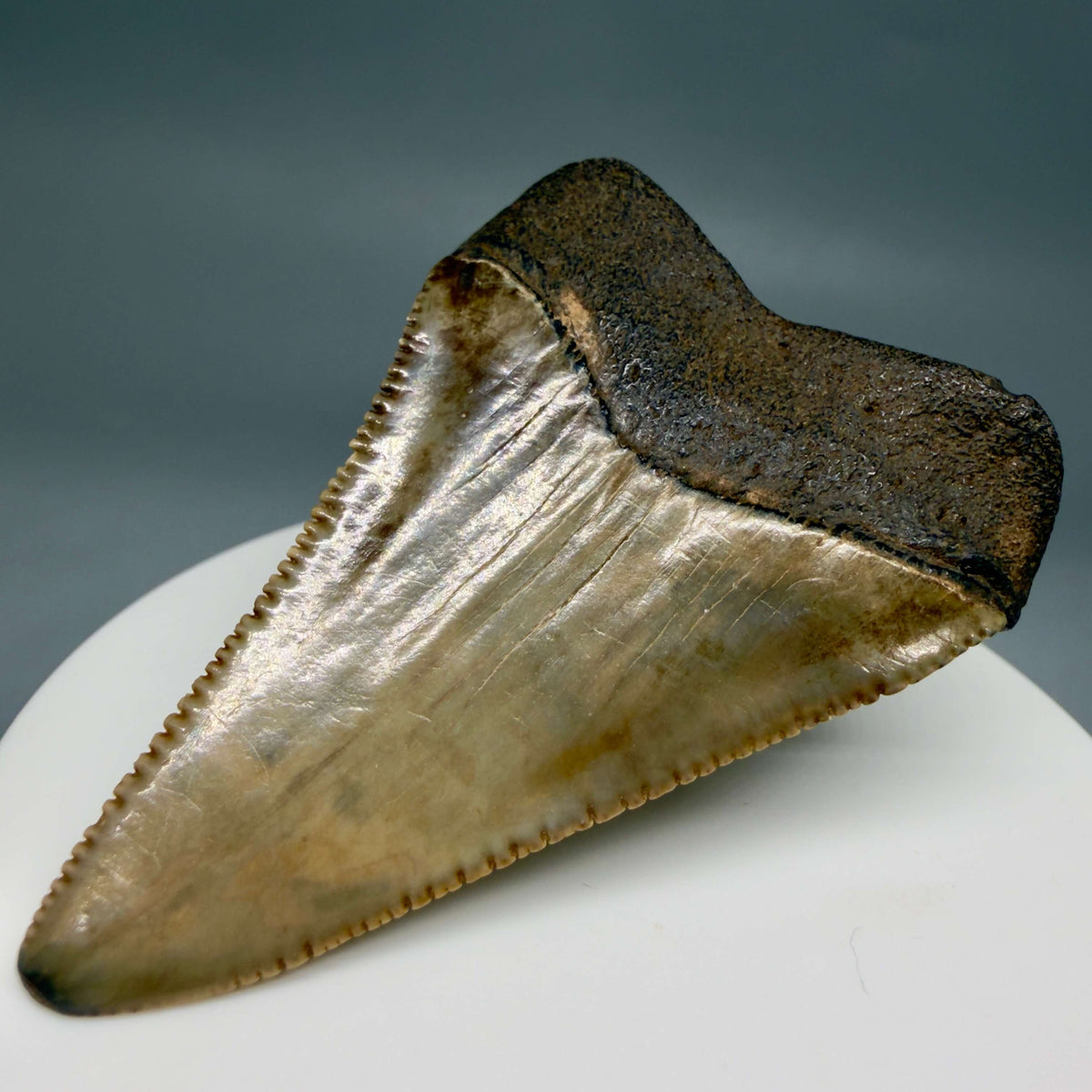 Front Left View Serrated 2.34" Fossil Great White Shark Tooth - Cooper River, SC - Colorful megalodonteeth.com GW1382