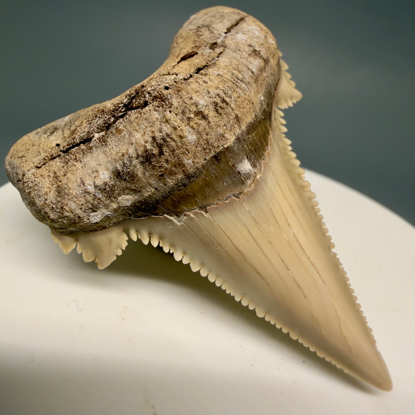 Front Left View Sharply Serrated 1.97" Carcharocles auriculatus Shark Tooth Fossil - Central Kazakhstan AU403