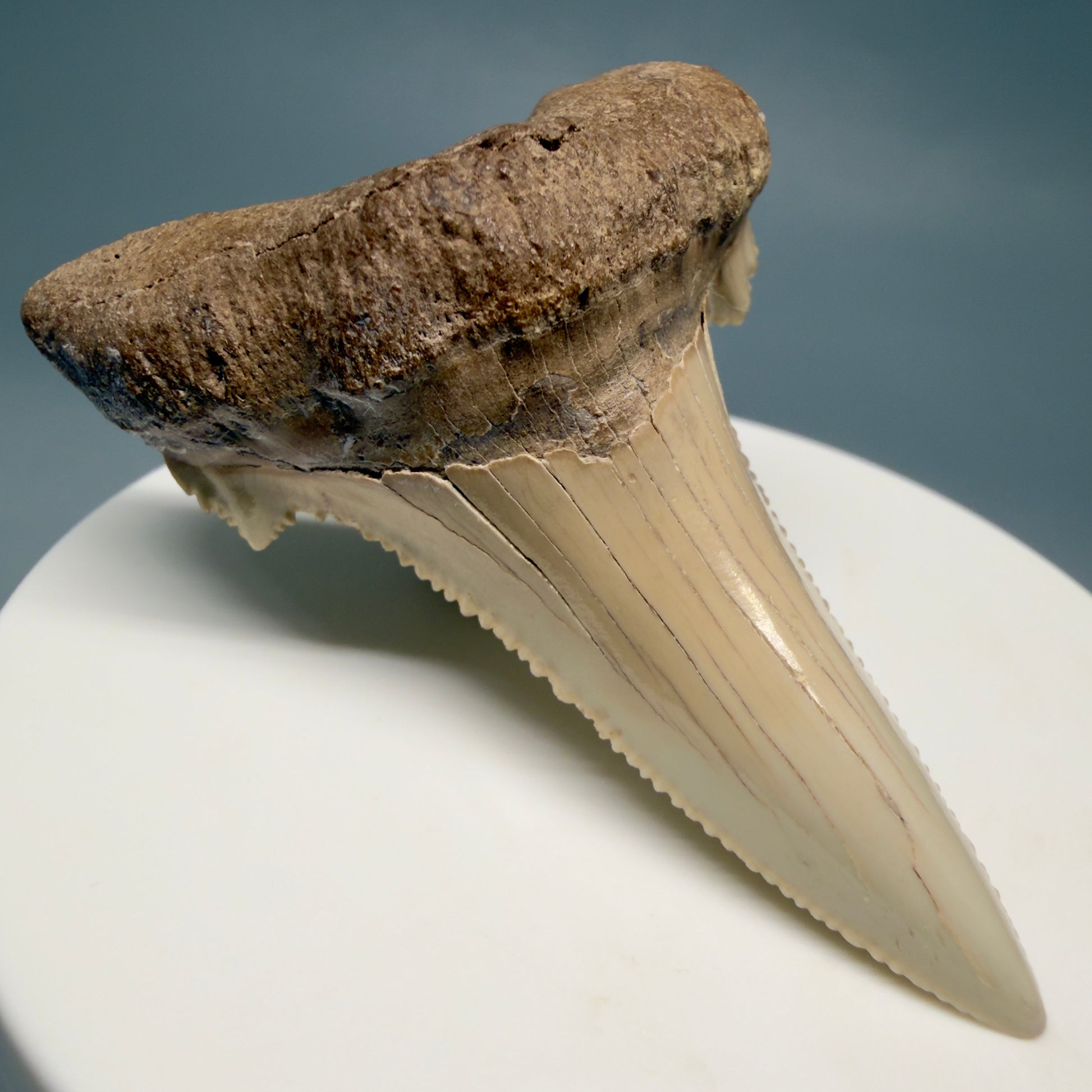 Front Left View Sharply Serrated 2.37" Carcharocles auriculatus Shark Tooth Fossil - Central Kazakhstan AU404