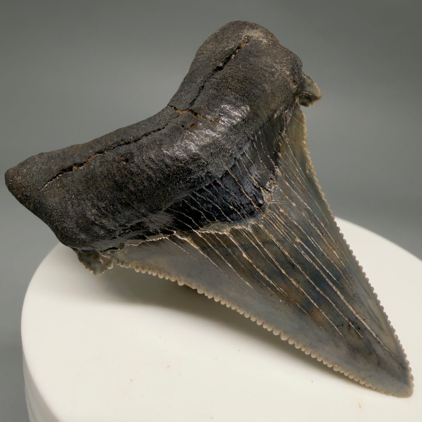 Front Left View Spectacular 2.40" Serrated Fossil Carcharocles angustidens Shark Tooth from South Carolina AN468