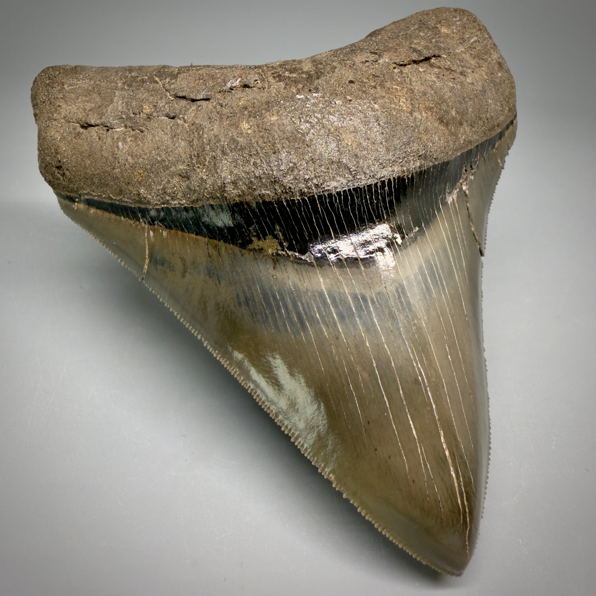 Front Left View Stellar Lower Lateral 4.67" Fossil Megalodon Shark Tooth - Georgia - Collector's Quality megalodonteeth.com CM6605