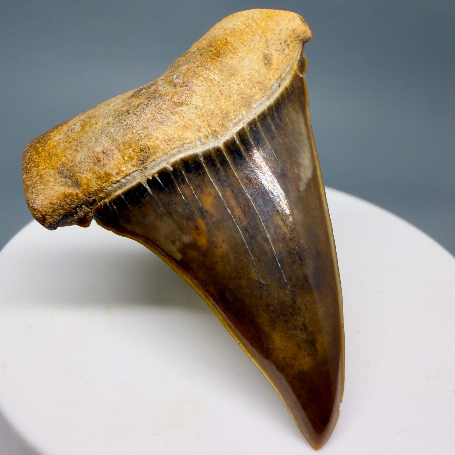 Front Left View Stunning, high quality 1.97" long Fossil Transitional Great White - Carcharodon hubbelli Tooth from Peru GW1361 