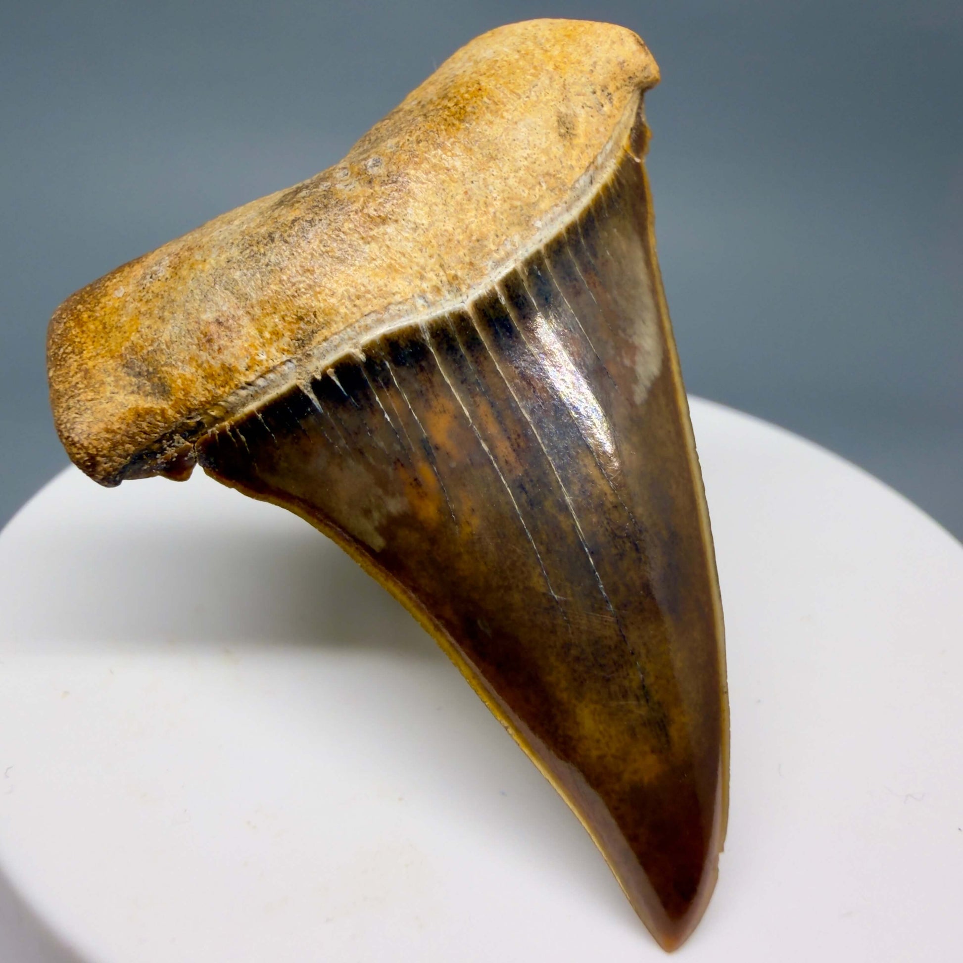 Front Left View Stunning, high quality 1.97" long Fossil Transitional Great White - Carcharodon hubbelli Tooth from Peru GW1361 