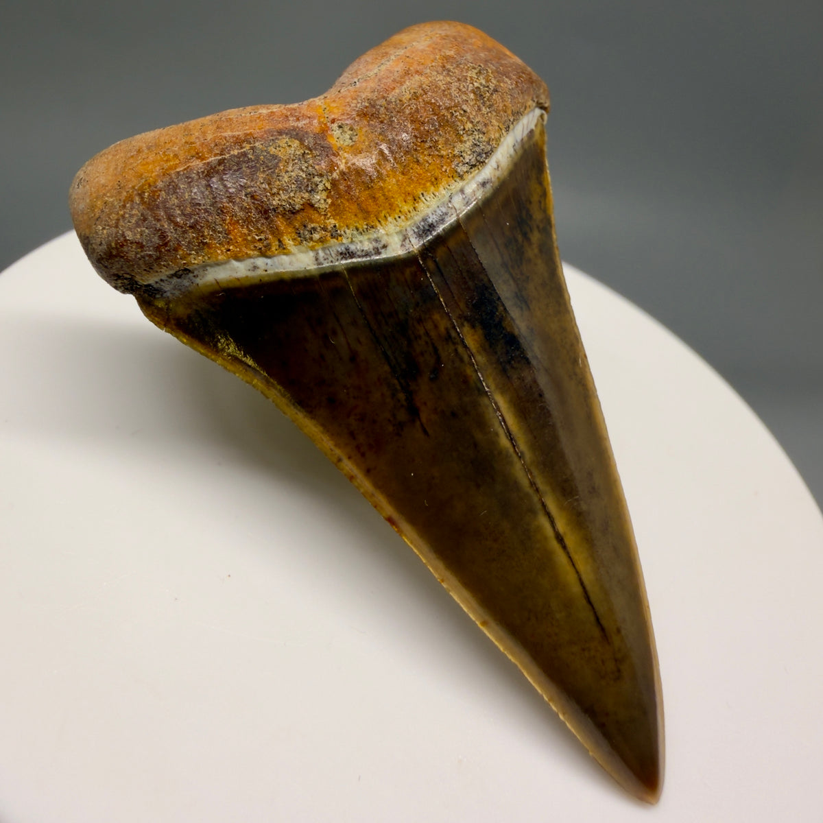 Front Left View  Stunning, high quality 1.99" long Fossil Transitional Great White - Carcharodon hubbelli Tooth from Peru | Fossil for Sale megalodonteeth.com GW1379