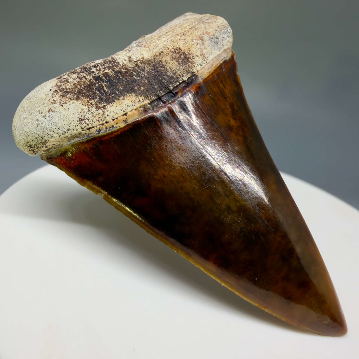 Front Left View Stunning, high quality 2.03" long Fossil Transitional Great White - Carcharodon hubbelli Tooth from Peru megalodonteeth.com GW1398 
