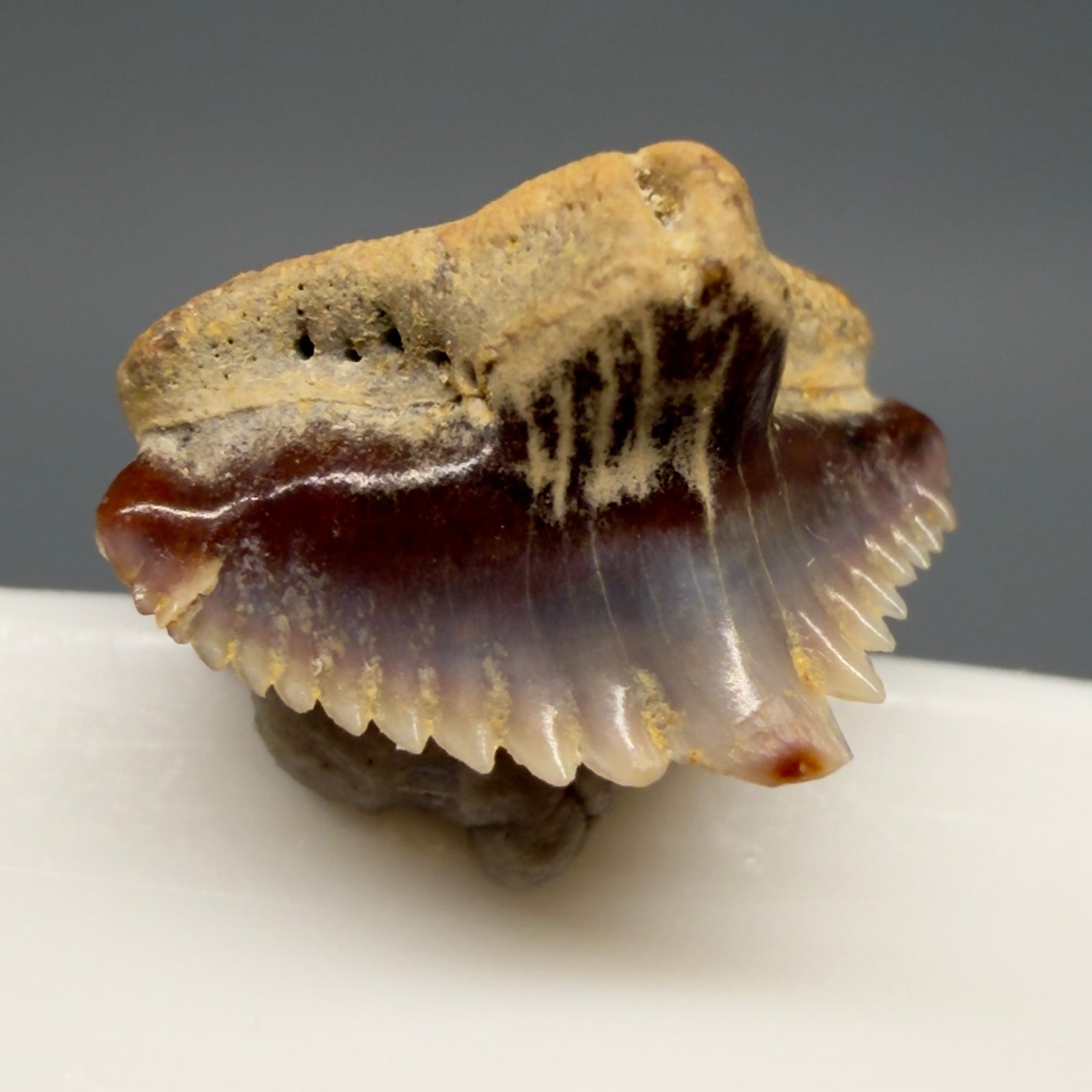 Front Left View Tiny 0.40" wide Fossil Nebrius obliquus - Nurse Shark tooth from Harleyville, SC megalodonteeth.com R649