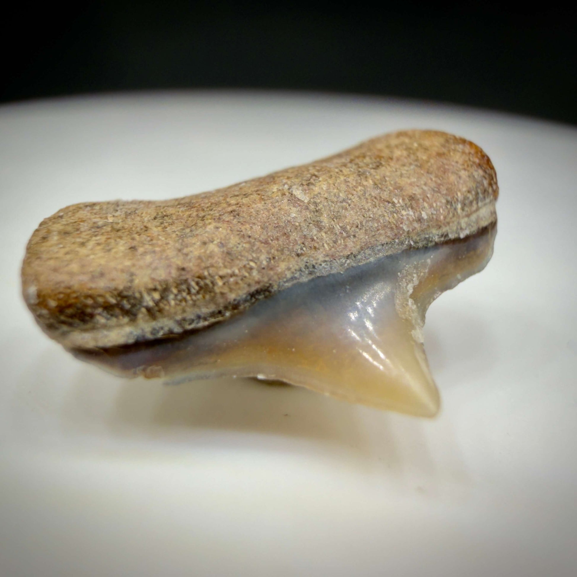 Front Left View Upper posterior 0.59" wide Fossil Great White Tooth from the deserts of Peru GW1352