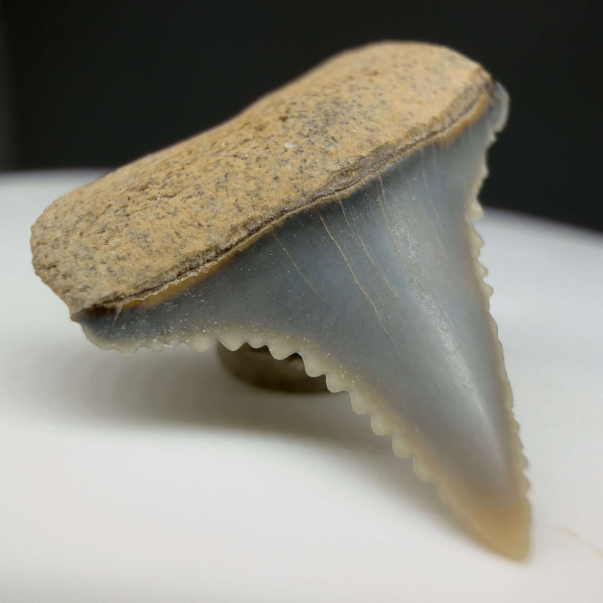 Front Left View Upper posterior 0.71" wide Fossil Great White Tooth from the deserts of Peru megalodonteeth.com GW1371