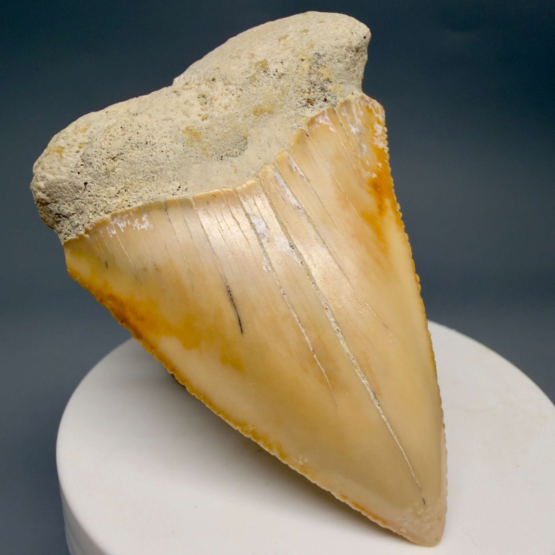 Front Left View Very Large - Colorful 2.73" Fossil Great White Shark Tooth from B. California GW1368