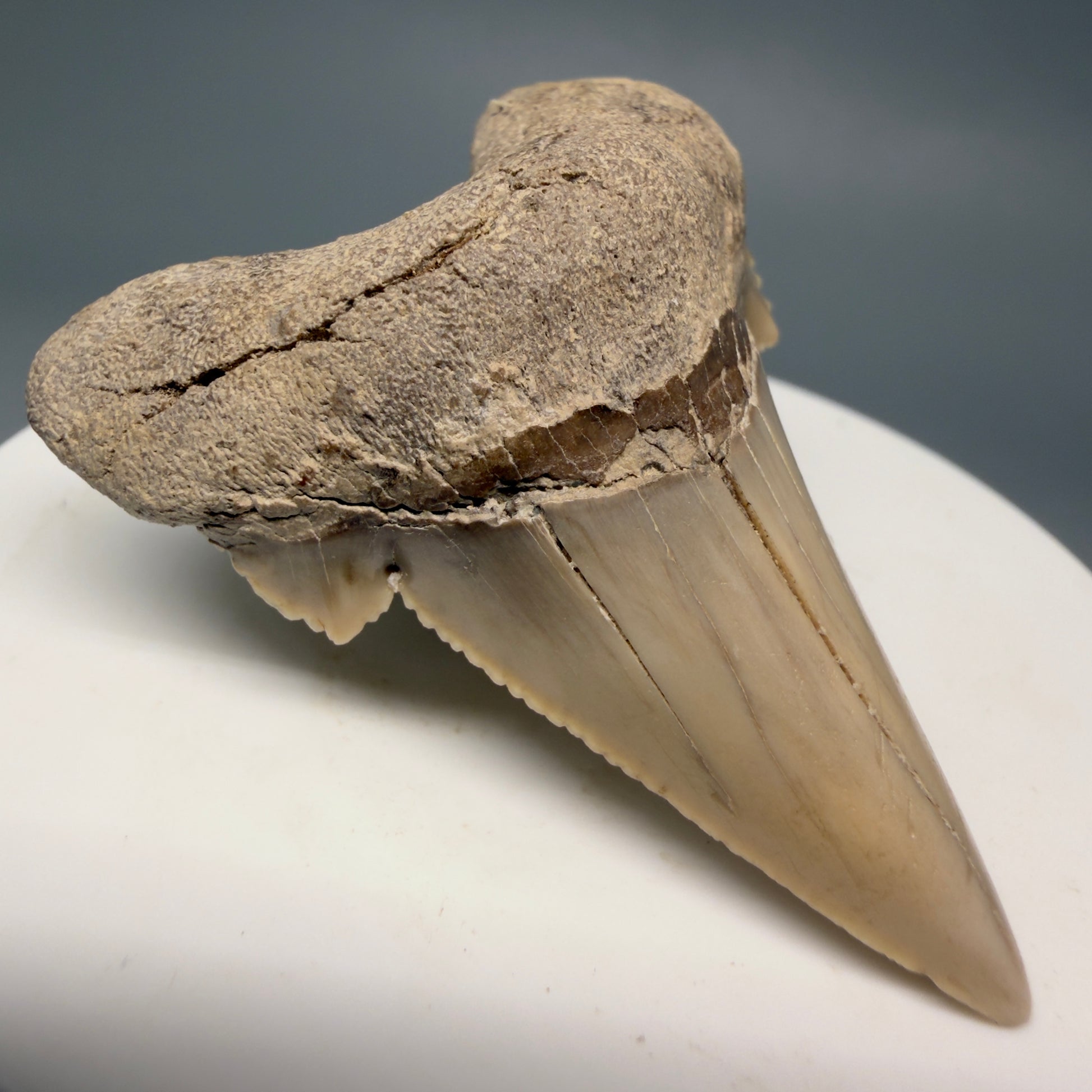 Front Left View Very Rare 2.02" Otodus aksuaticus - Transitional Shark Tooth Fossil - Central Kazakhstan AU402 - 1