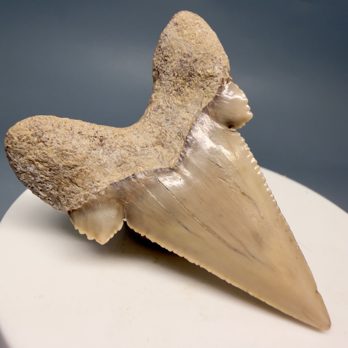 BackLeft View Very Rare 2.02" Otodus aksuaticus - Transitional Shark Tooth Fossil - Central Kazakhstan AU402 